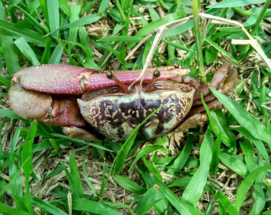 Tubuca typhoni photo