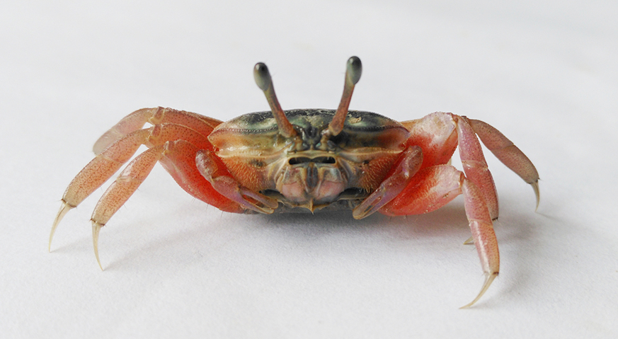 Tubuca typhoni photo