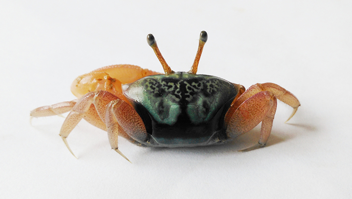 Tubuca typhoni photo