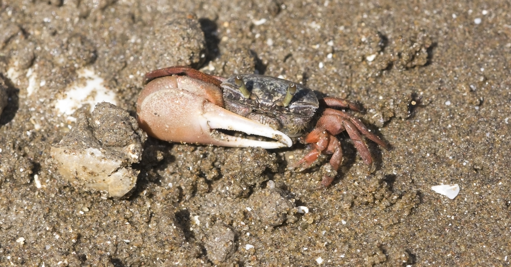 Leptuca uruguayensis photo