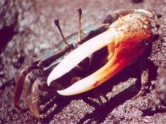 Tubuca urvillei photo