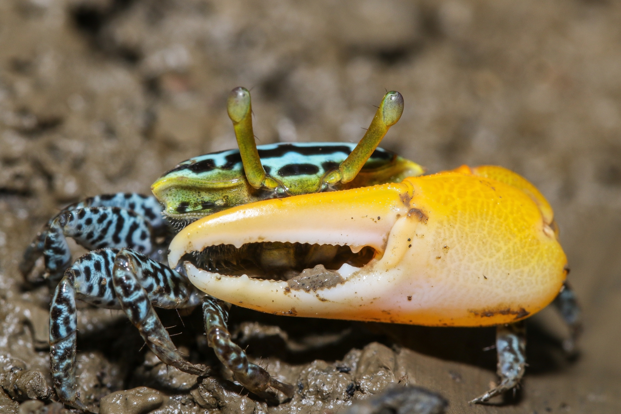 Austruca variegata