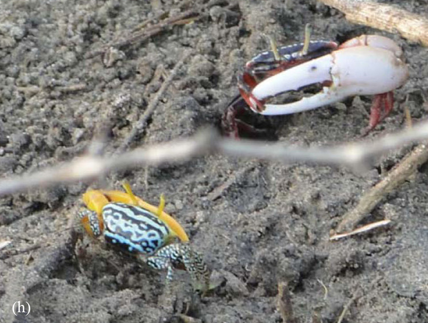 Austruca variegata & Austruca annulipes photo